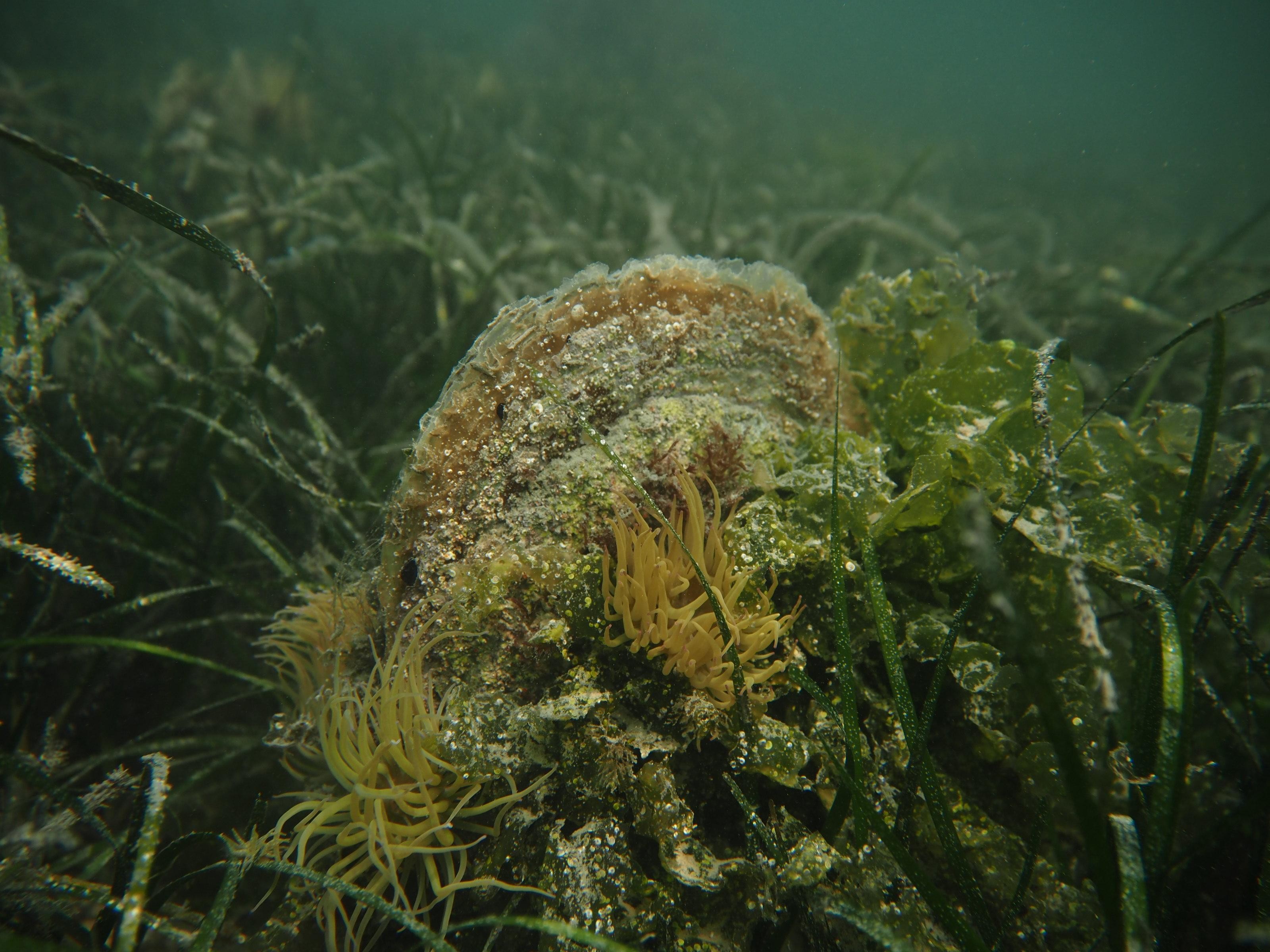 Esemplare di Pinna nobilis